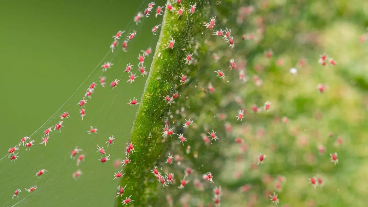 Red spider mites are not harmful to humans