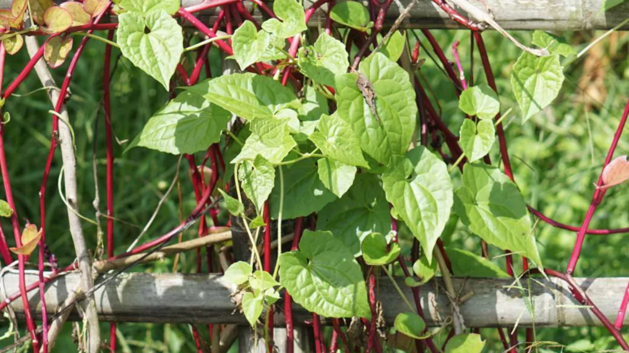 Red spinach benefits