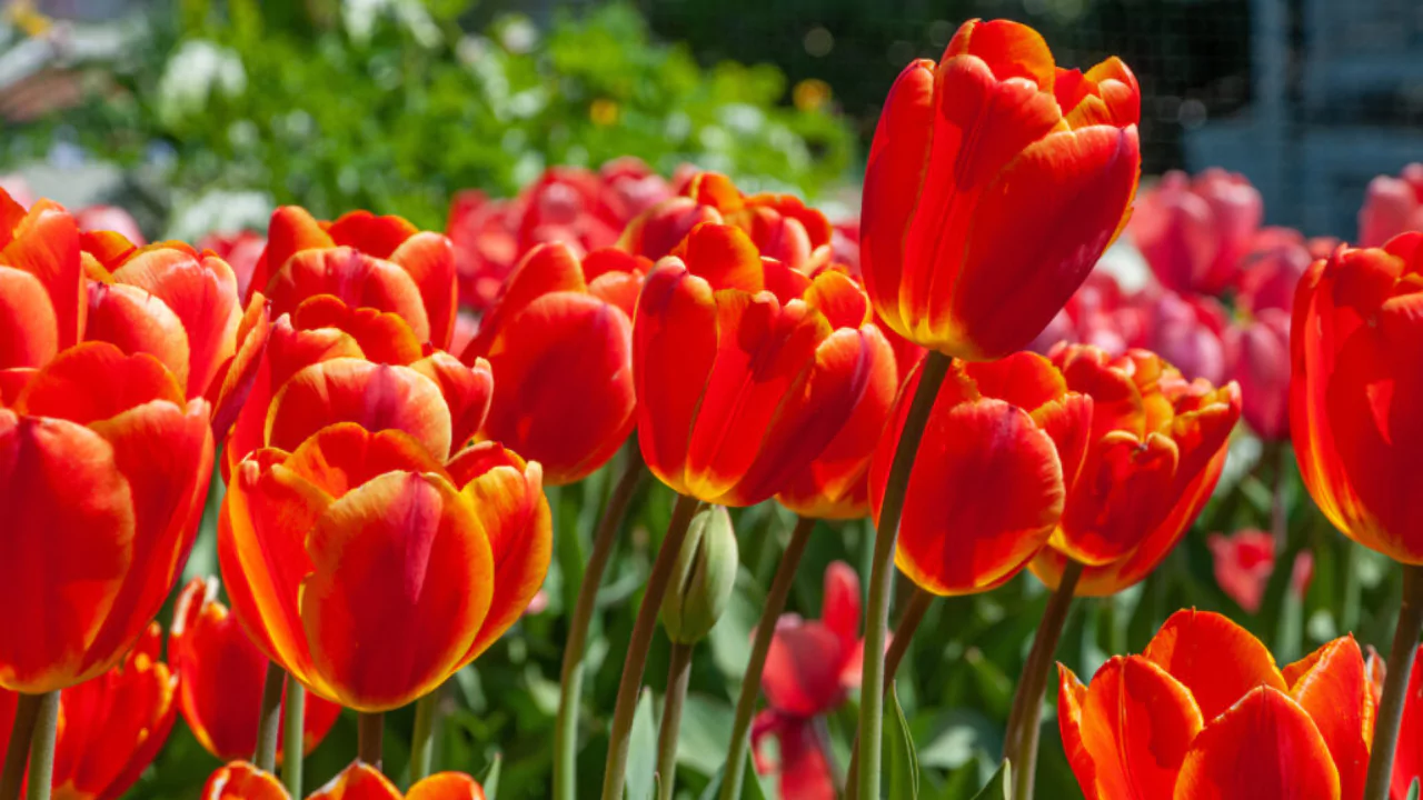 What to Do with Tulips After They Bloom 4 Red tulips