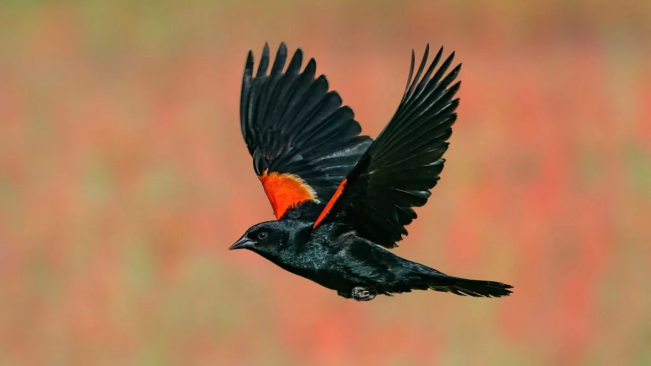 Red winged Blackbird