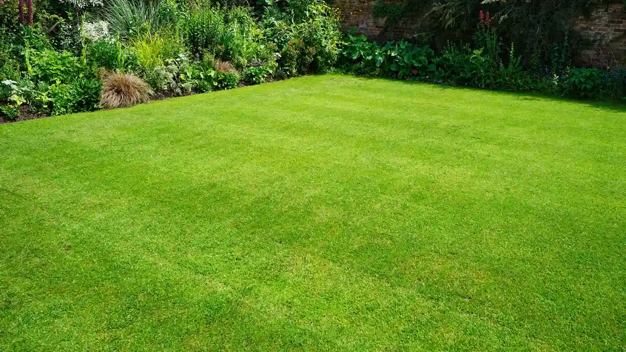 How to Revive a Lawn After Scarifying