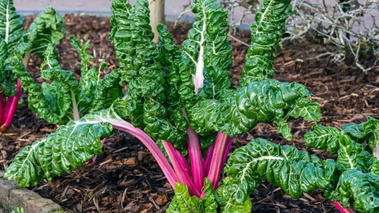 Rhubarb in a garden
