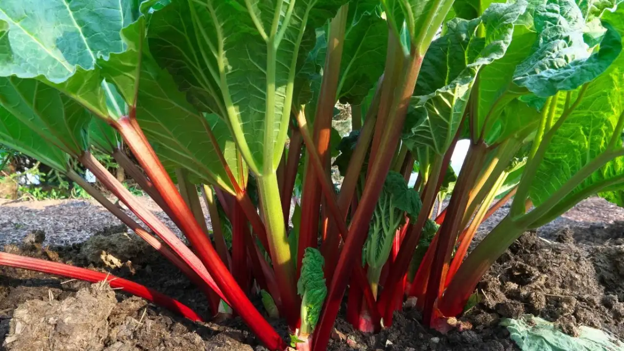 Rhubarb wilting