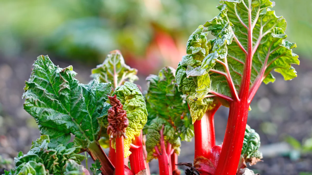 Why Is My Rhubarb Wilting