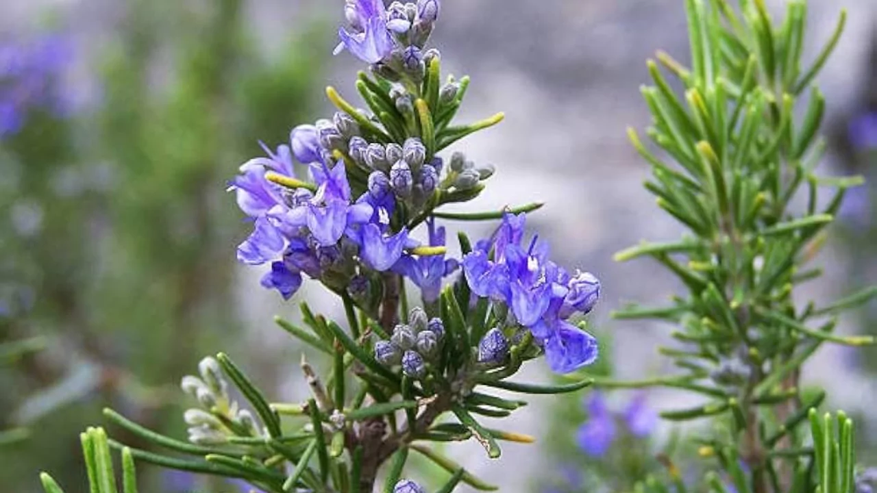 Rosemary