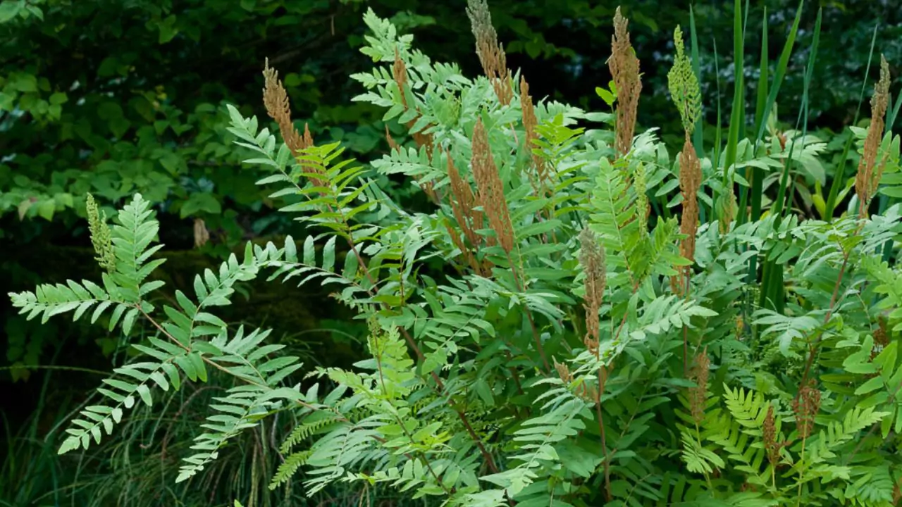 21 Hardy Fern Varieties 12 Royal fern
