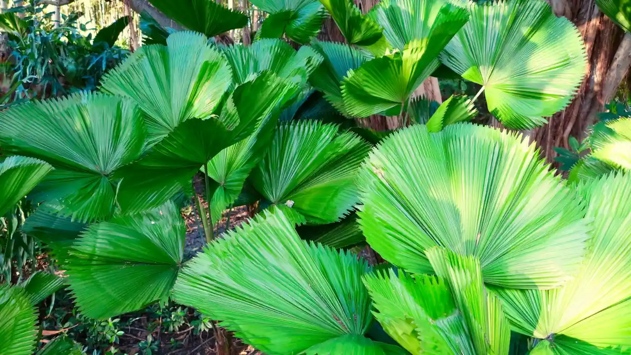13 Indoor Plants with the Biggest Leaves 12 Ruffled Fan palm