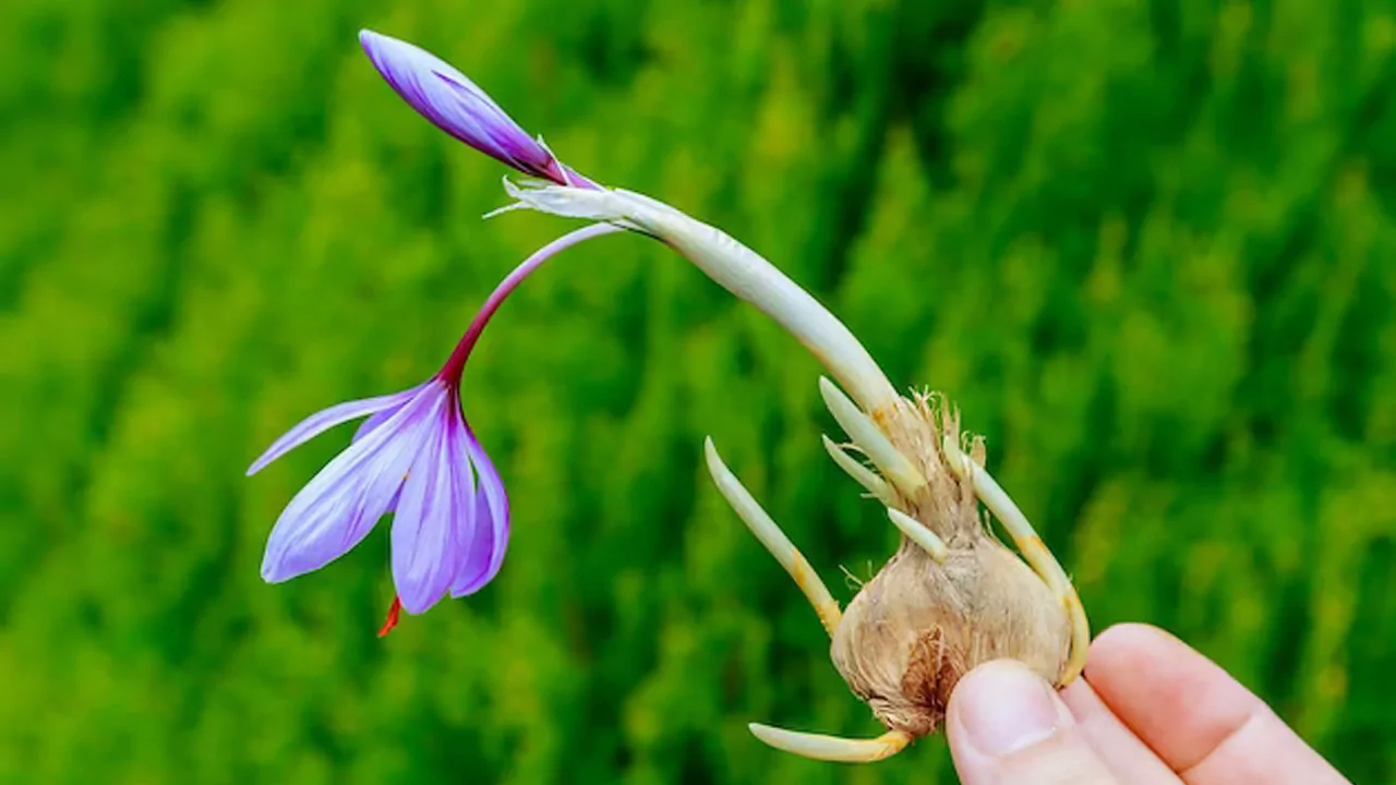How To Grow Saffron Hydroponically