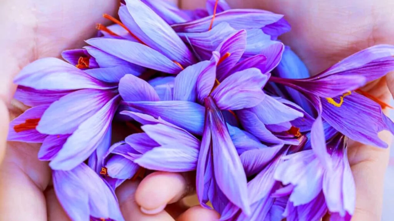 Saffron flower