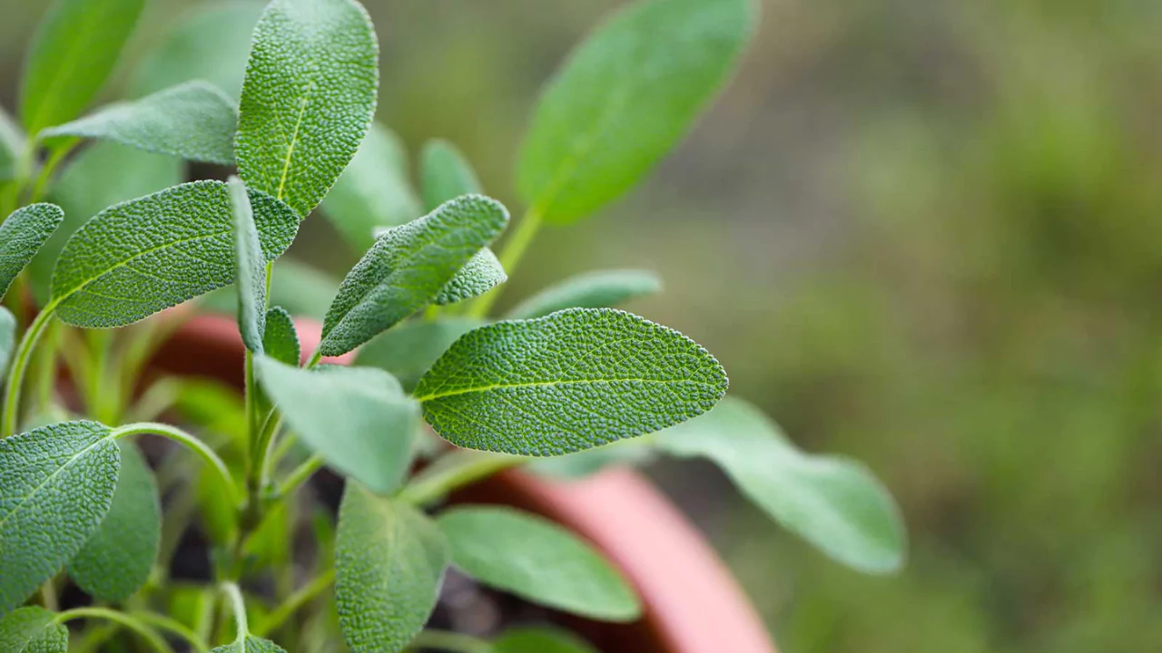 Why Are My Sage Leaves Turning Black? 3 Sage fertilization