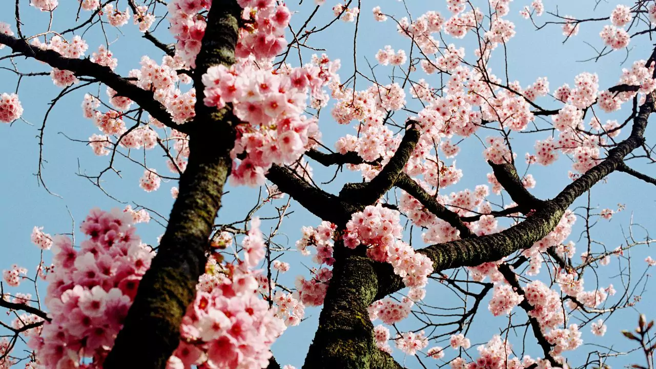 Seasonal Guide To Japanese Flowers 1 Sakura Japanese cherry blossom