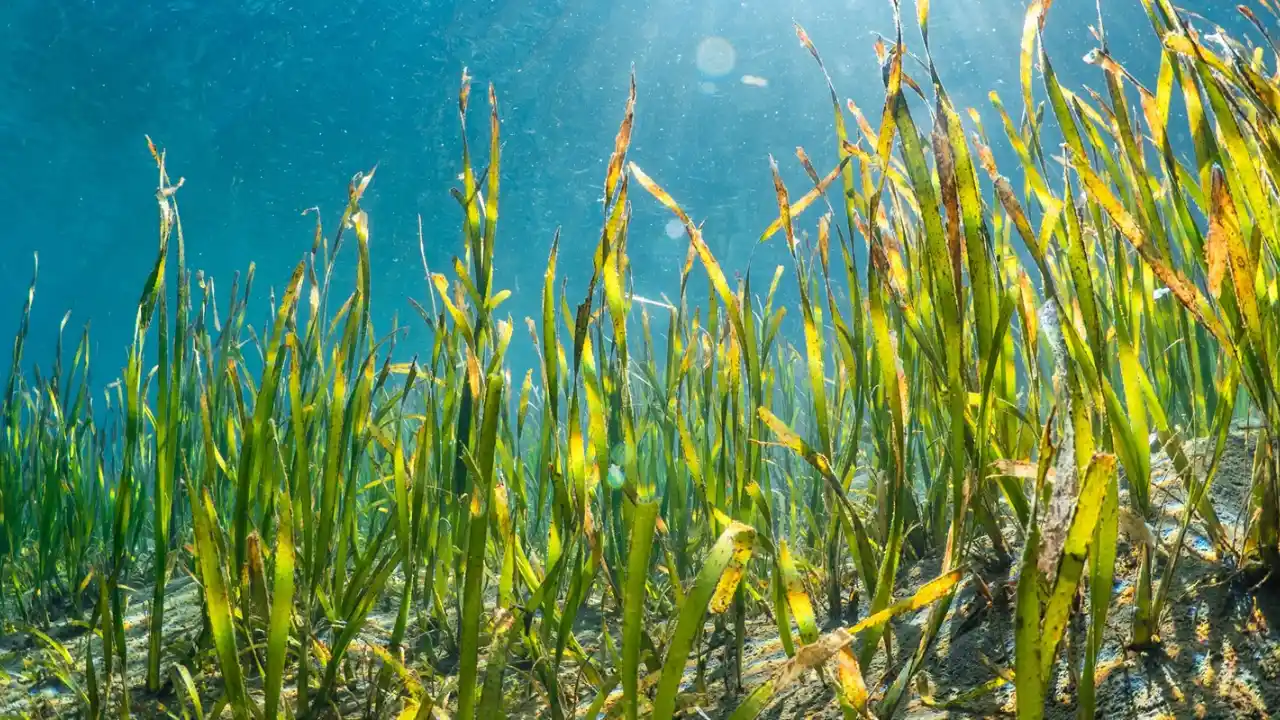 Seagrass Colony