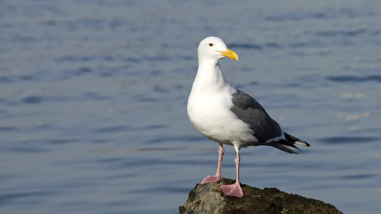 Seagull