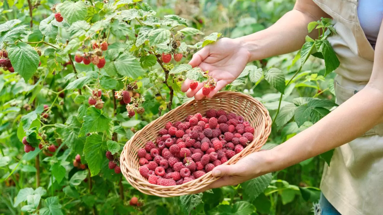 Should you plant raspberries in