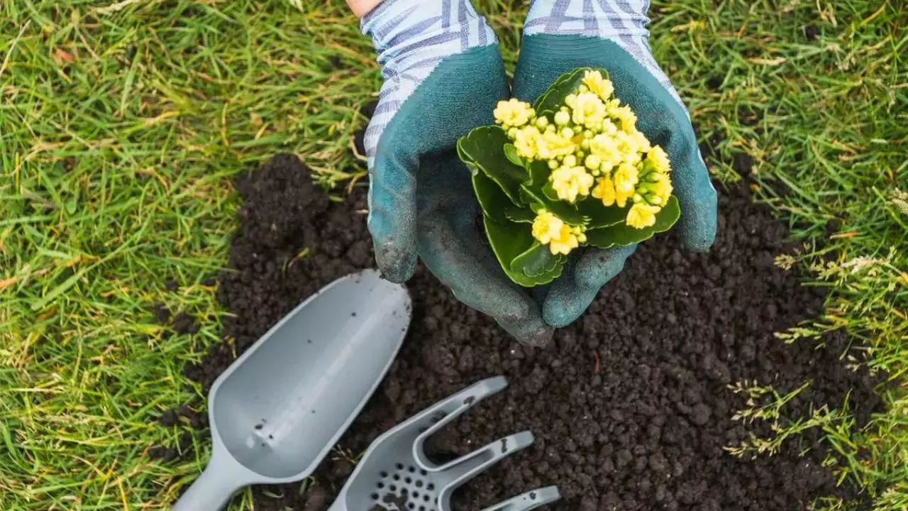 Should you use unfinished compost for your plants