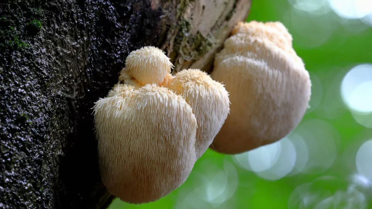 How Expensive Is Lions Mane Mushroom? 4 Side effects Of Lions Mane Mushrooms