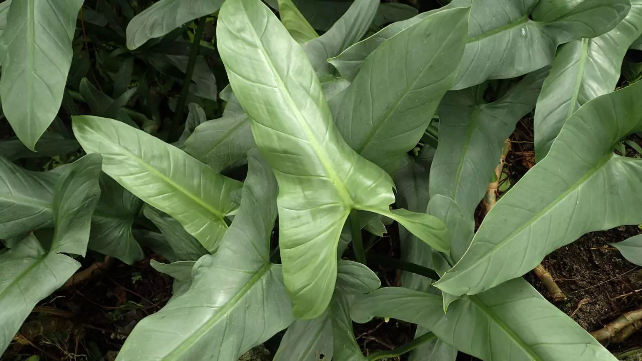 Silver sword philodendron