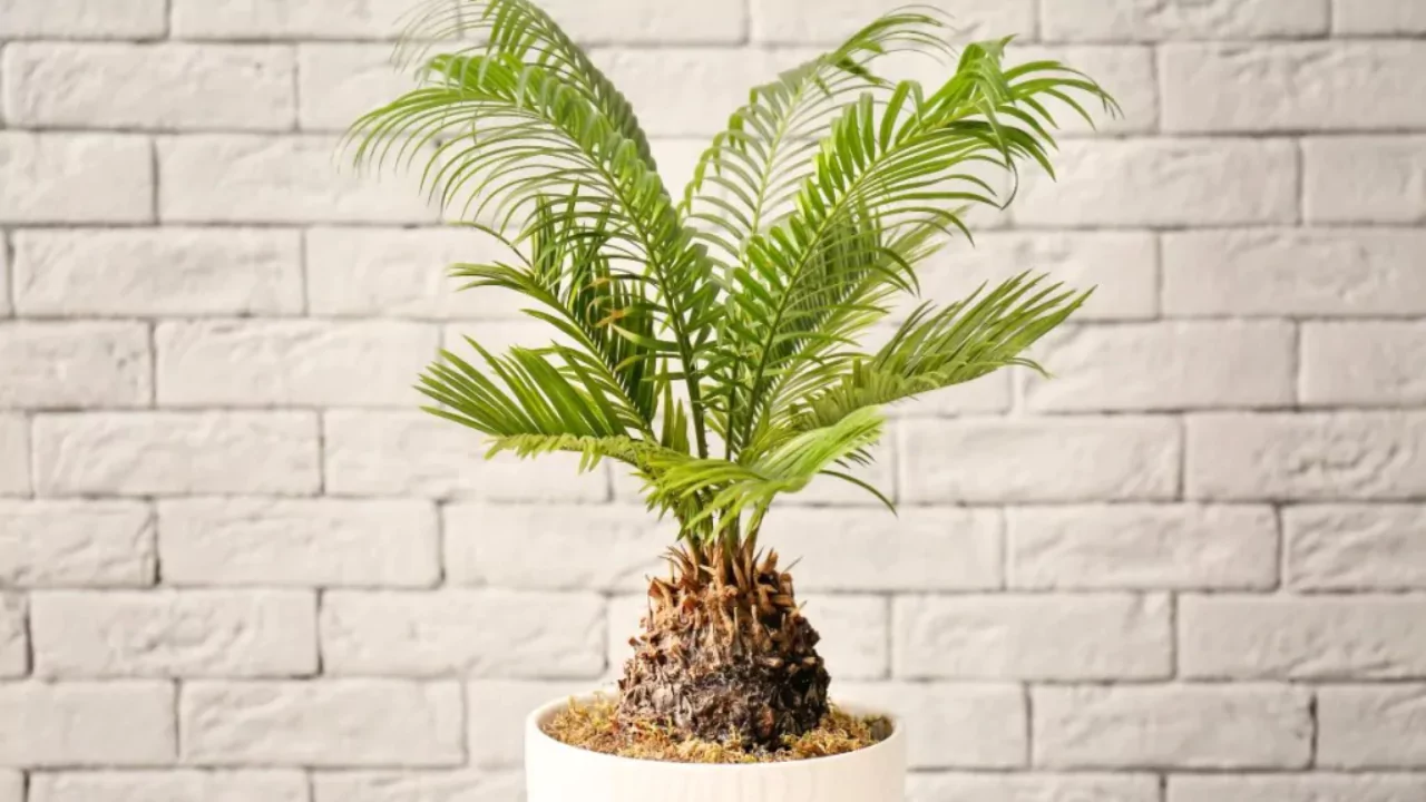 How to Create a Tiki Paradise in Your Backyard 4 Small Sago palm