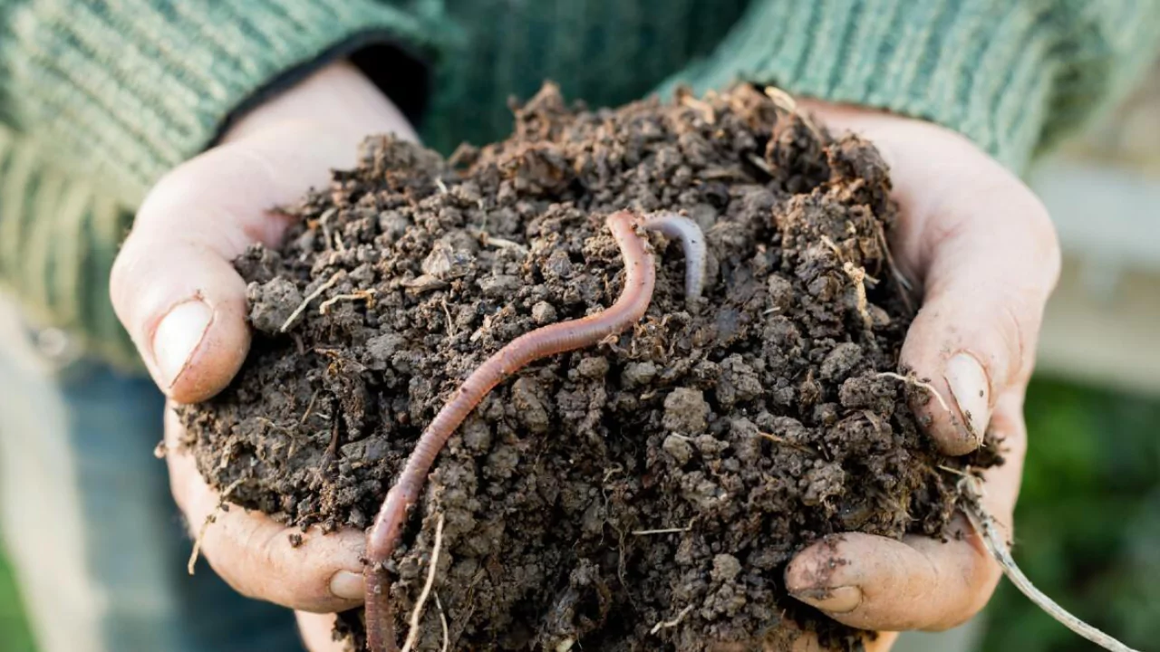 Types of Garden Worms 3 Small garden worm