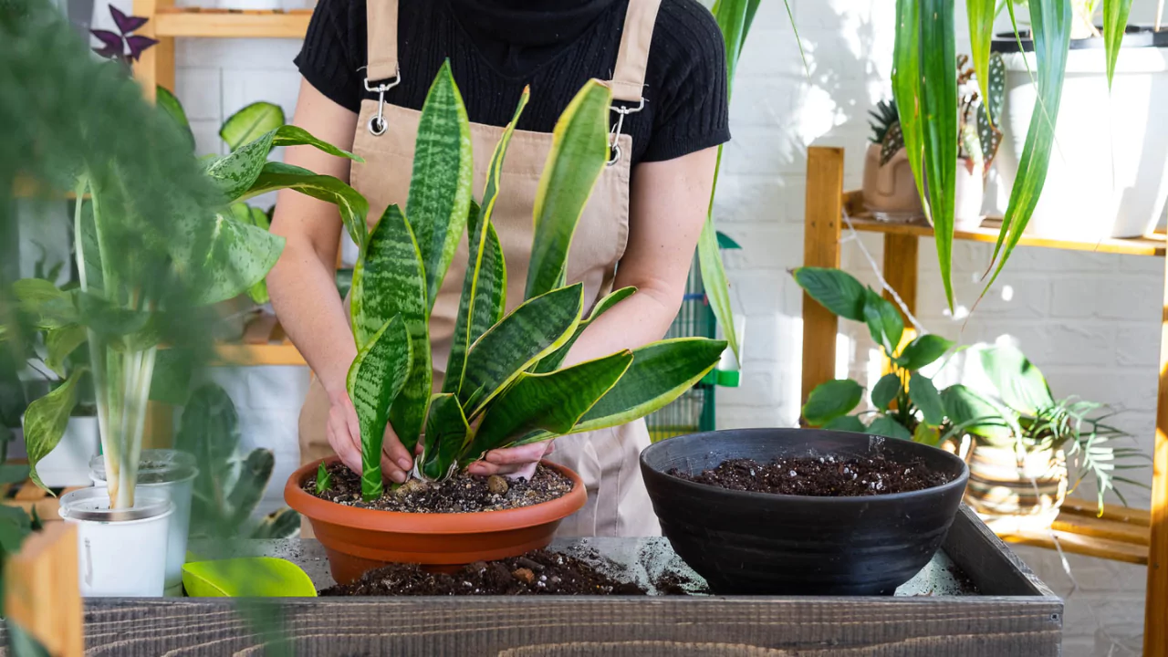 Snake plant care