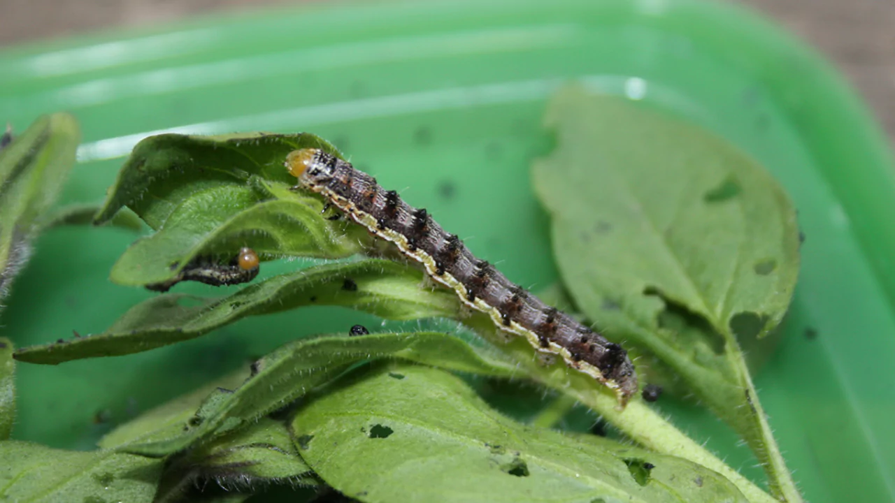 How to Get Rid of Worms In Potted Plants