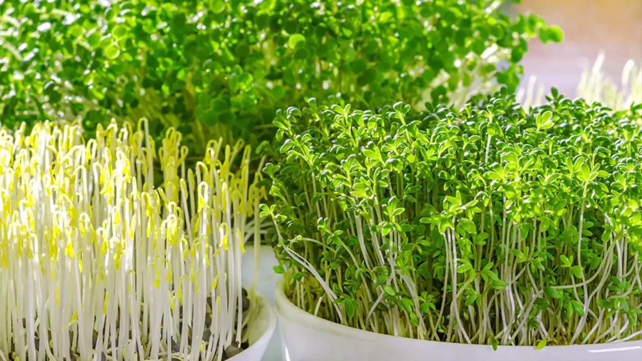 My Favorite Trays for Growing Microgreens at Home 5 Some microgreens regrow after cutting 1