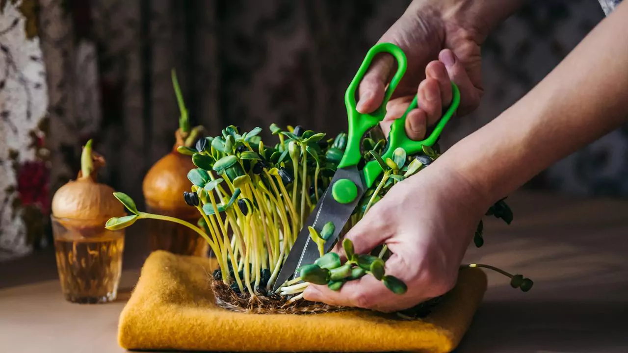 My Favorite Trays for Growing Microgreens at Home 3 Some microgreens regrow after cutting