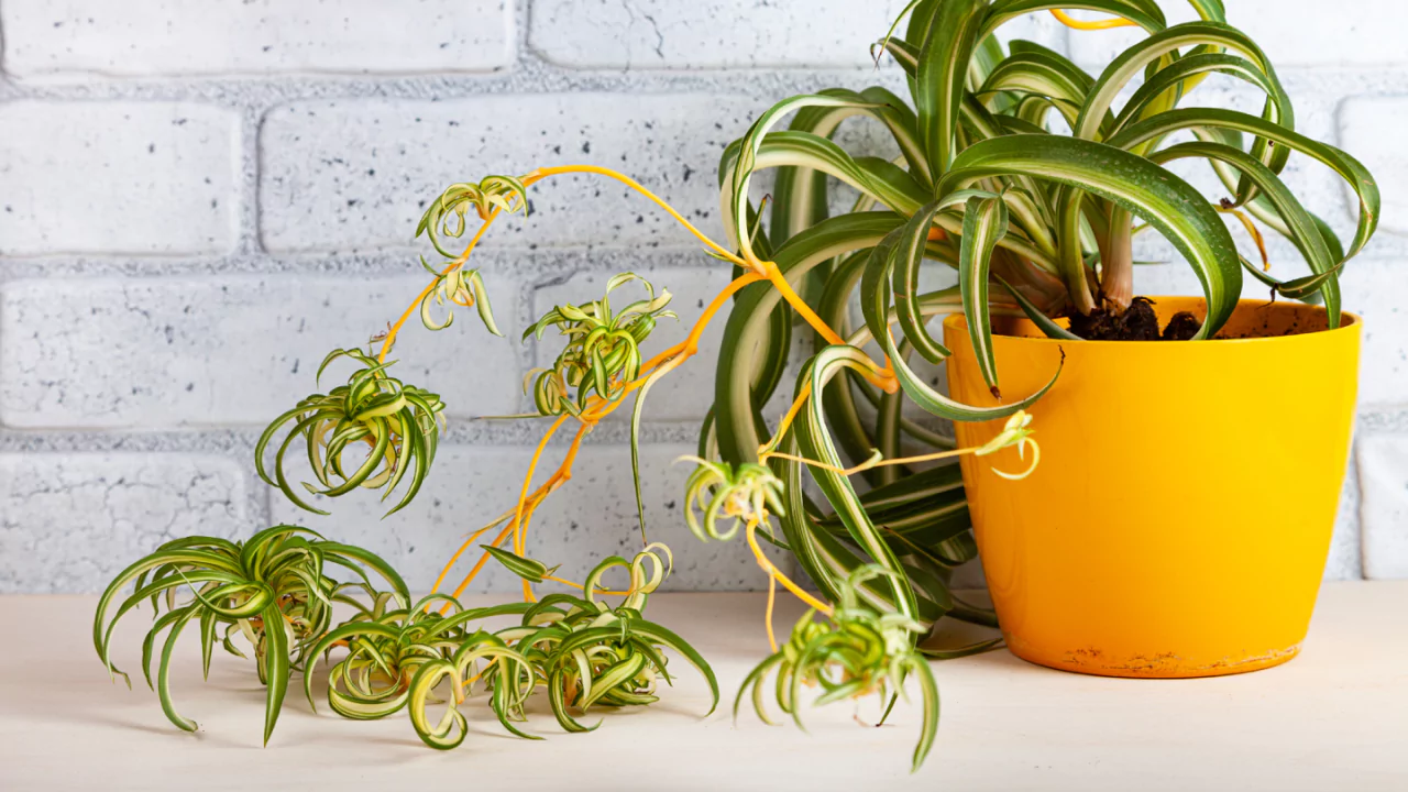 15 Kid-Safe Plants for Play Spaces (Indoors & Outdoors) 13 Spider plant
