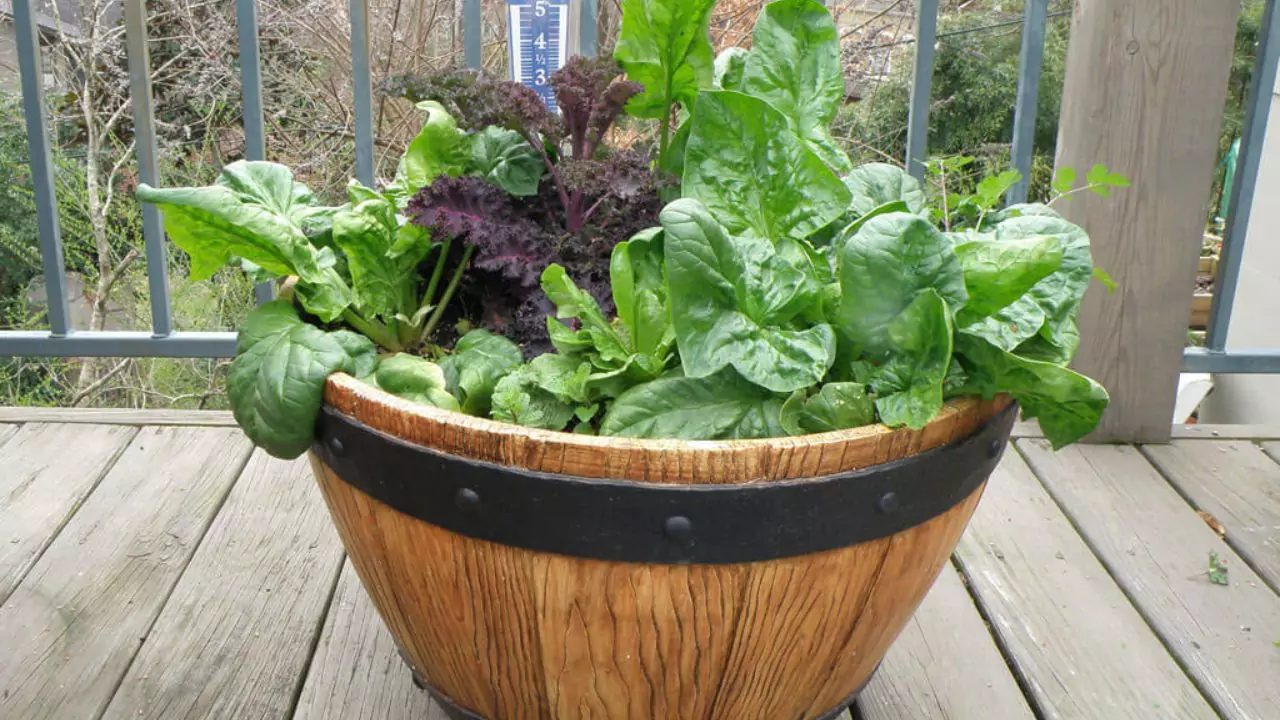 How to Successfully Grow Spinach Indoors 2 Spinach indoors