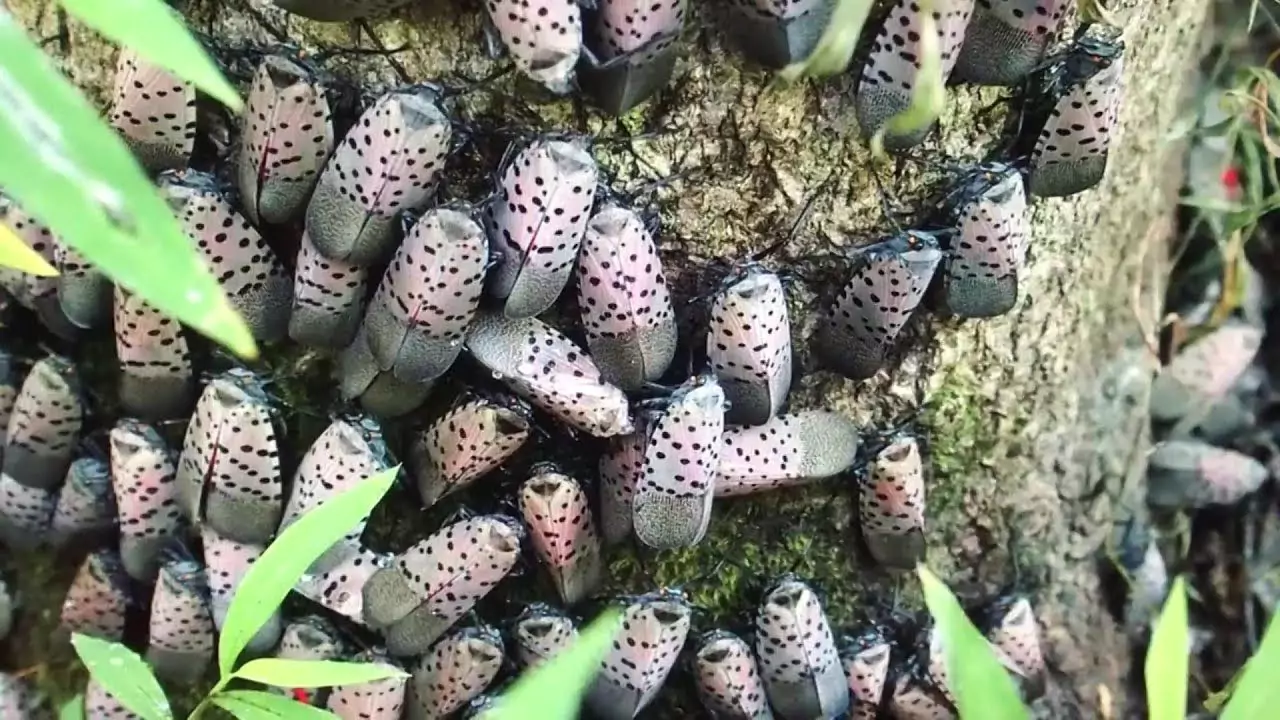 Are Spotted Lanternfly Dangerous? 1 Spotted Lanternflies an invasive species