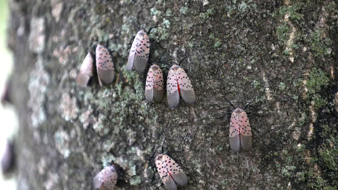 Are Spotted Lanternfly Dangerous? 4 Spotted Lanternfly can be harmful to plants