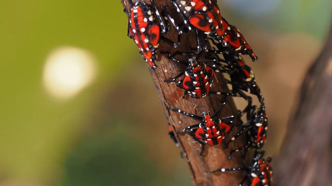 What Insecticide Kills Spotted Lanternfly? 3 Spotted lanternfly insecticide gear