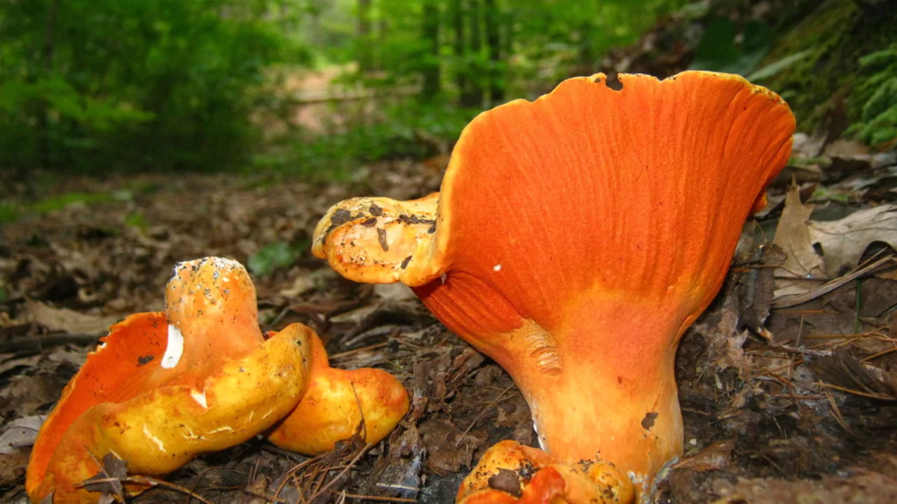 Steps for Growing lobster mushrooms