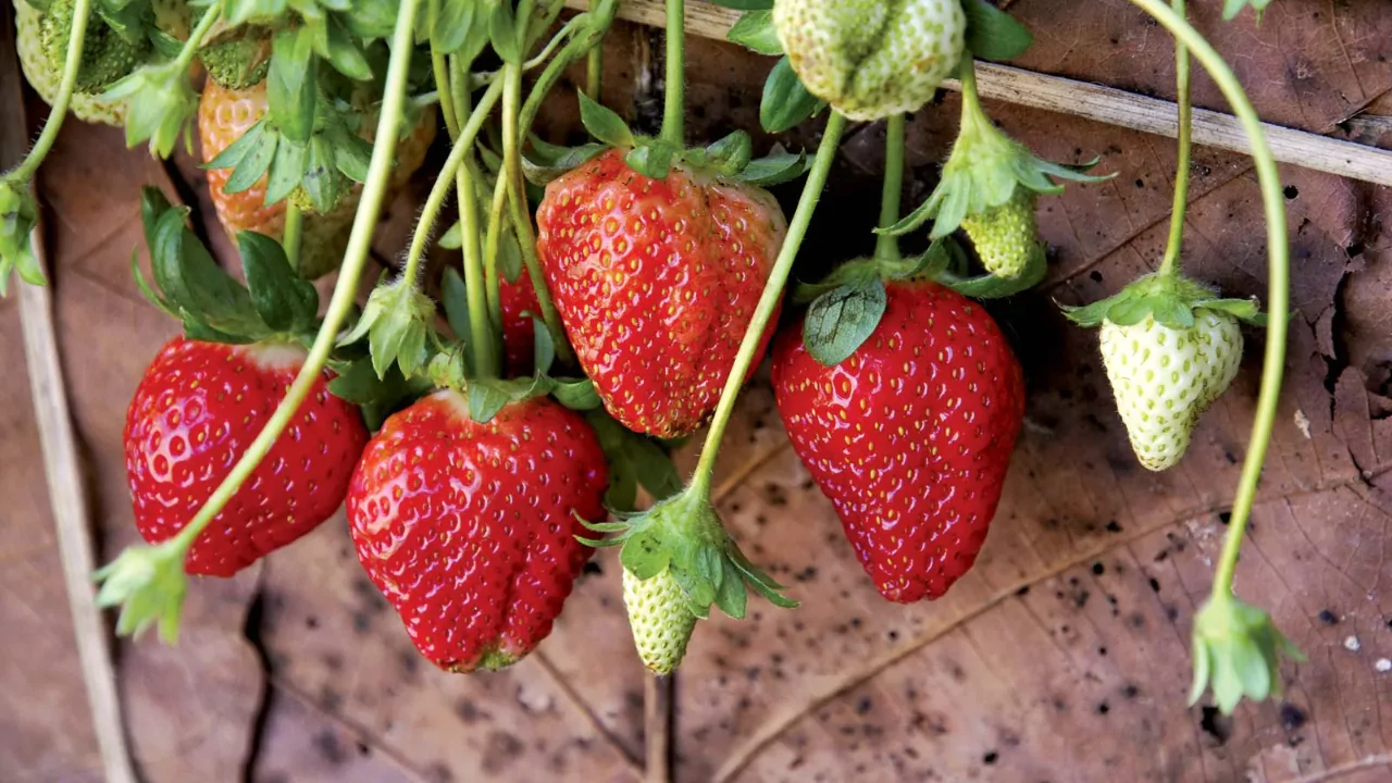 15 Kid-Safe Plants for Play Spaces (Indoors & Outdoors) 10 Strawberries