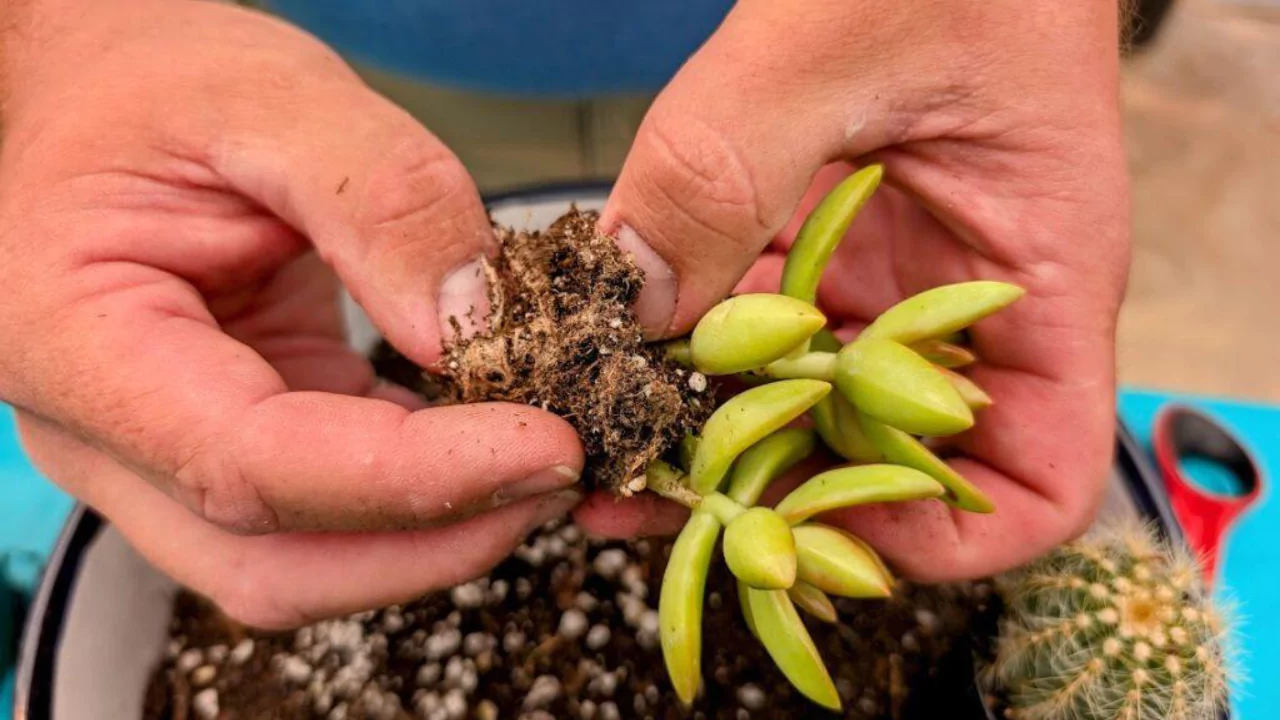 Can You Put Succulents in a Fish Tank With Fish? 5 Succulent roots