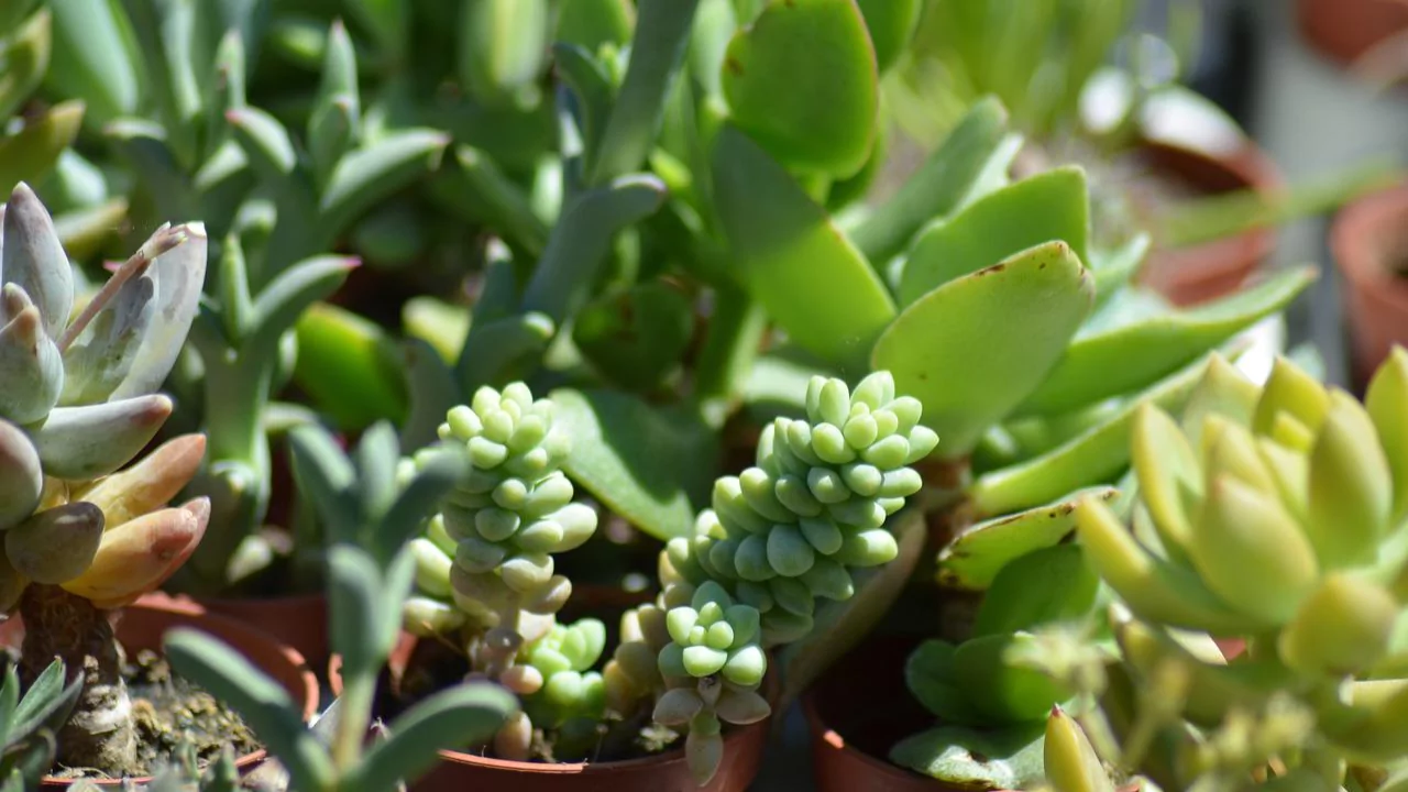 Succulents wrinkled reasons