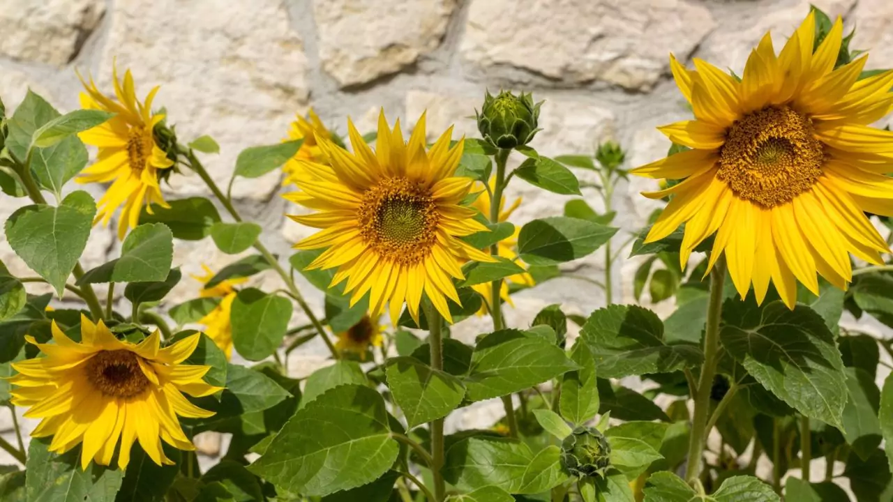 Seasonal Guide To Japanese Flowers 9 Sunflower 1