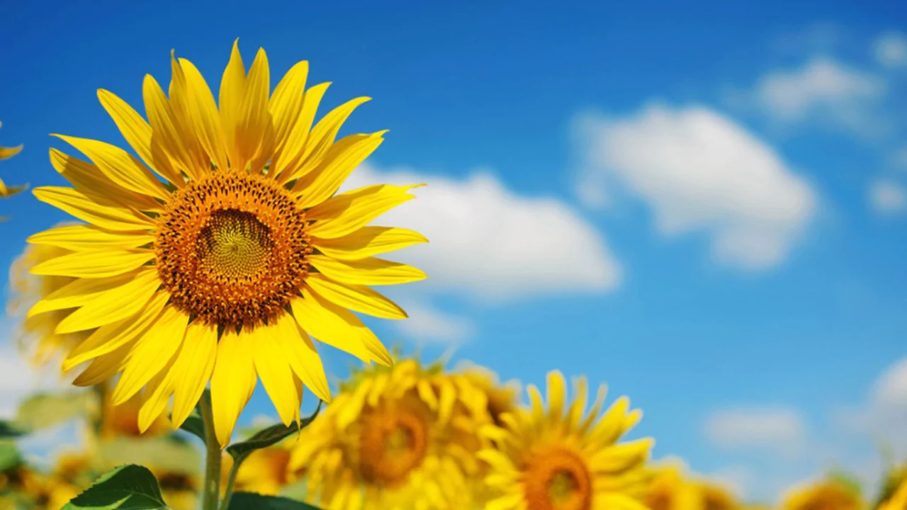 15 Kid-Safe Plants for Play Spaces (Indoors & Outdoors) 7 Sunflower