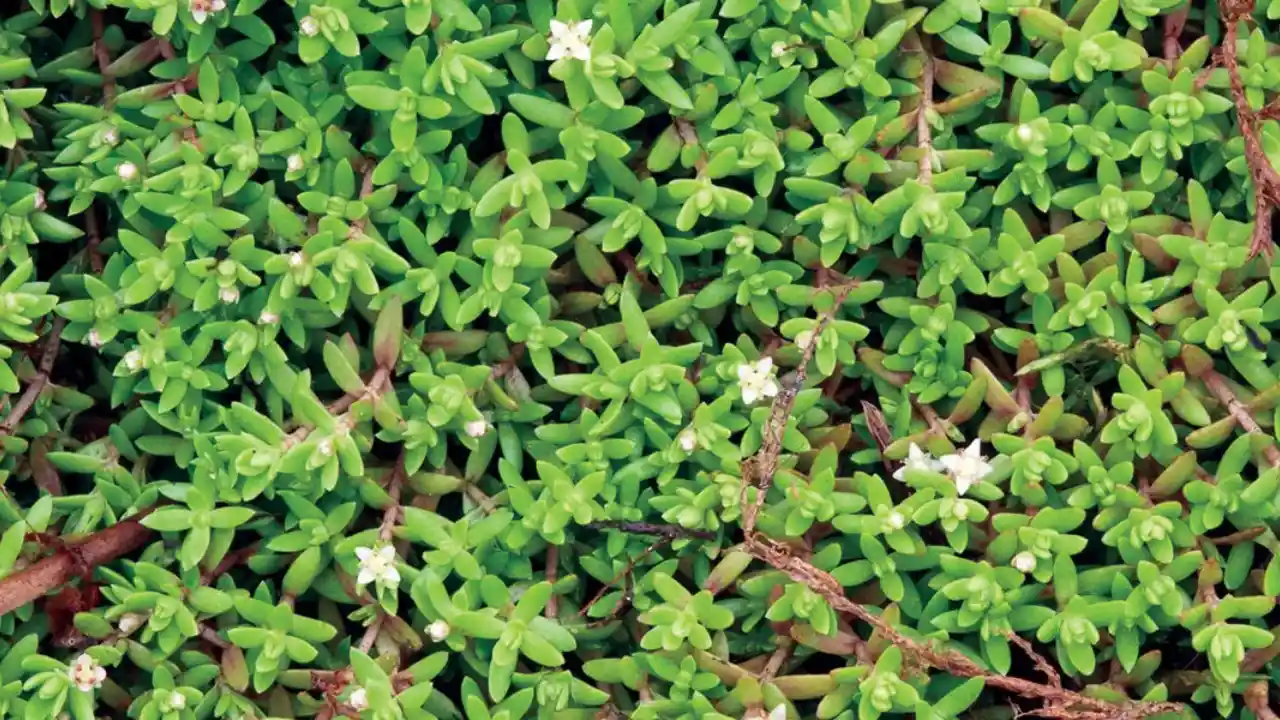 Can You Put Succulents in a Fish Tank With Fish? 3 Swamp Stonecrop