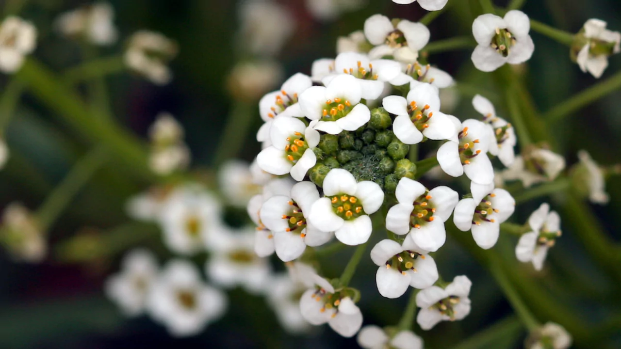 15 Kid-Safe Plants for Play Spaces (Indoors & Outdoors) 11 Sweet Alyssum
