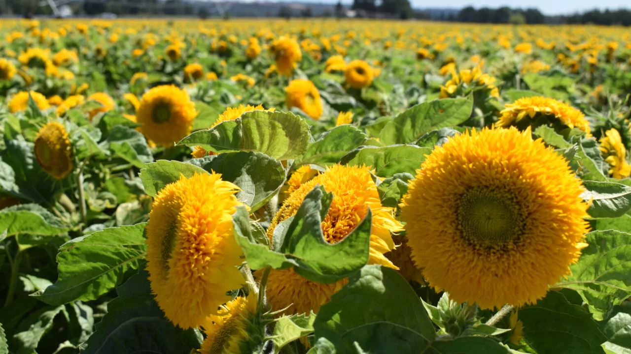 Teddy bear sunflower