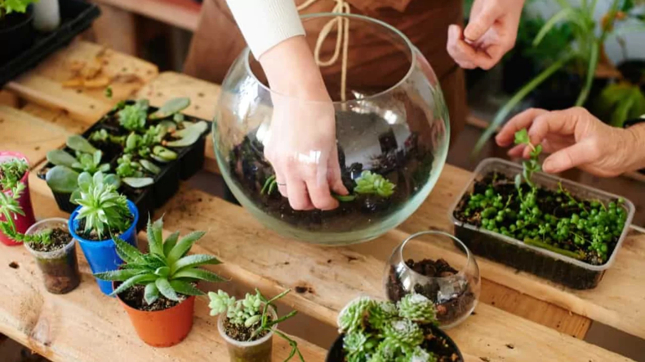 Terrarium cleaning