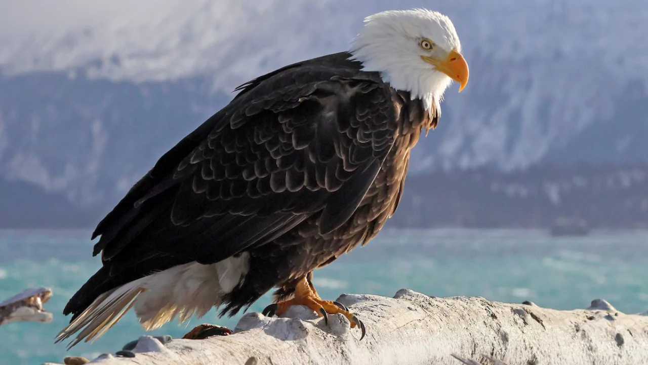 What Is the Most Common Bird in Massachusetts? 4 The Bald Eagle