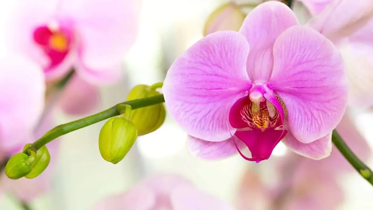 What Do Orchids Symbolize? 1 The Etymology of the Orchids