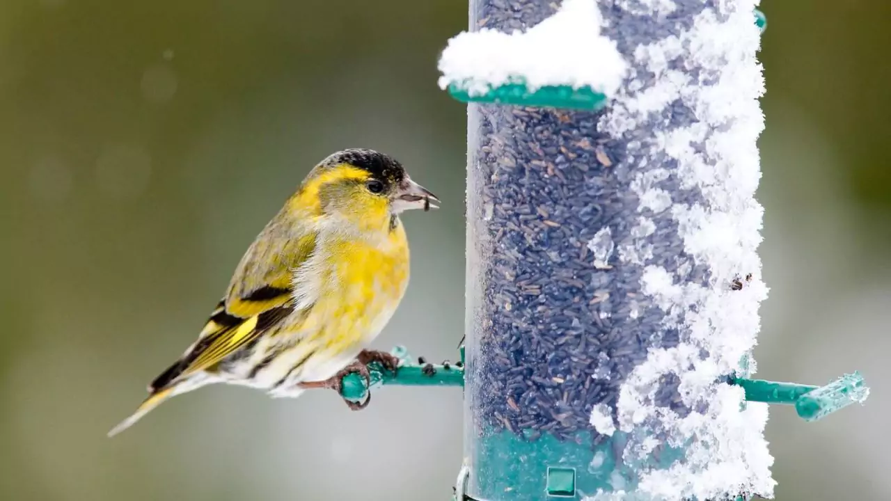 The feeder will attract Green Finches