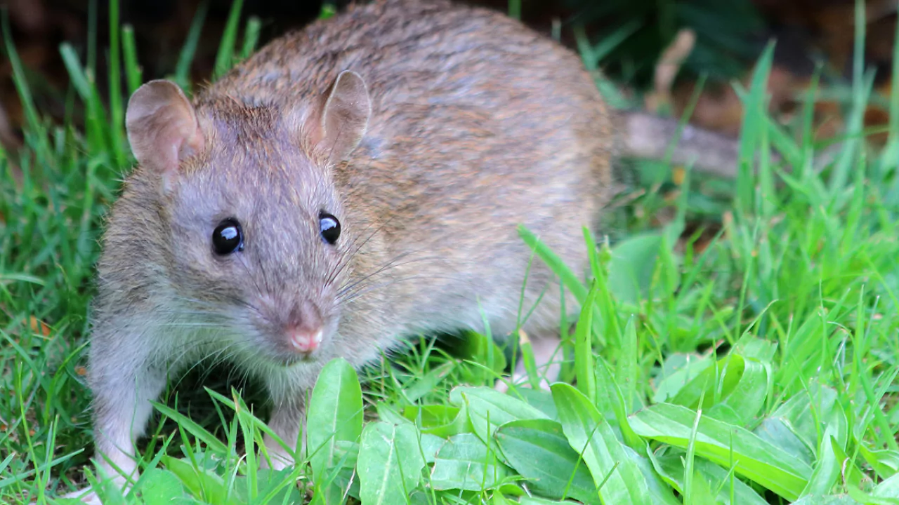 The main reasons why backyard ponds attract rats