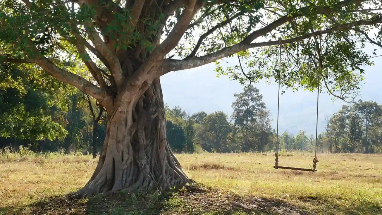 The perfect height for a swing