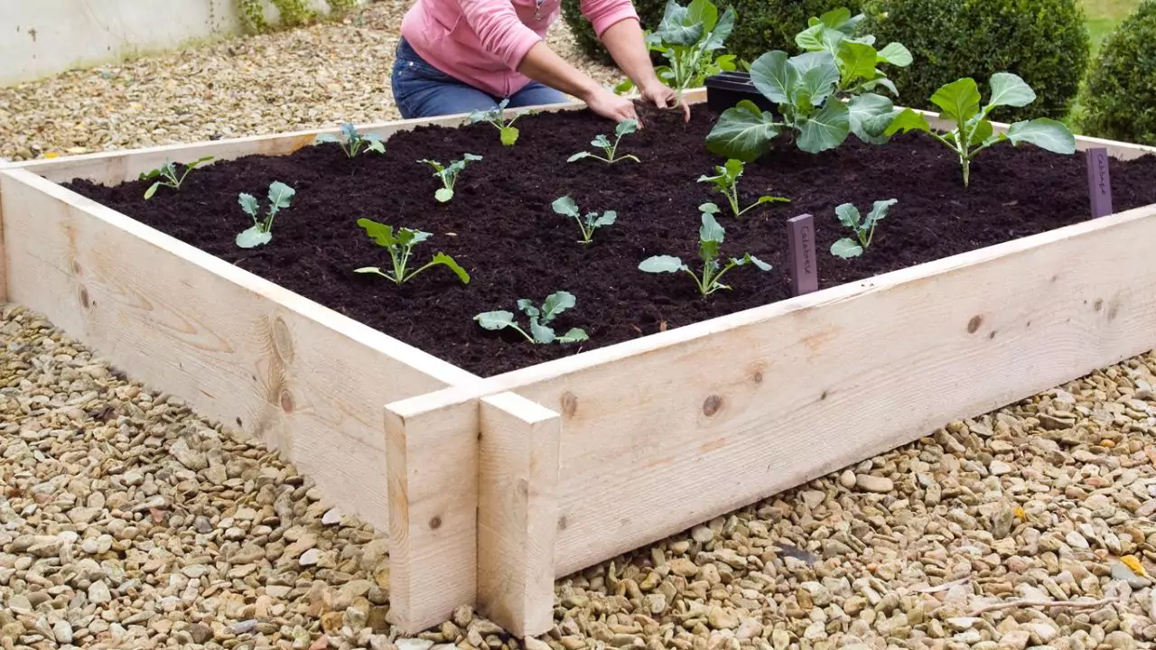 The raised garden bed