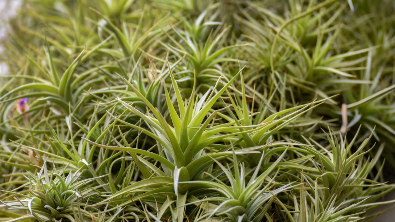 Tillandsia