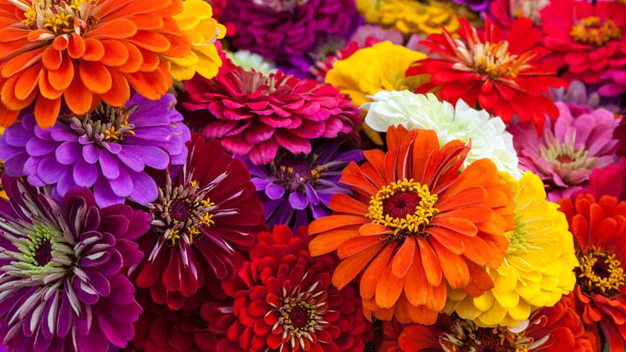 Complete Guide to Growing Zinnias in Pots 7 Tips for fertilizing Zinnias 1